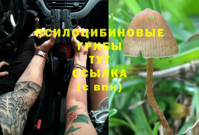 купить закладку  Дубовка  Псилоцибиновые грибы Psilocybine cubensis 